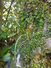 Notogrammitis angustifolia nothofageti