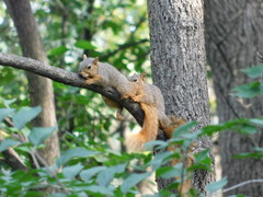 Sciurus niger