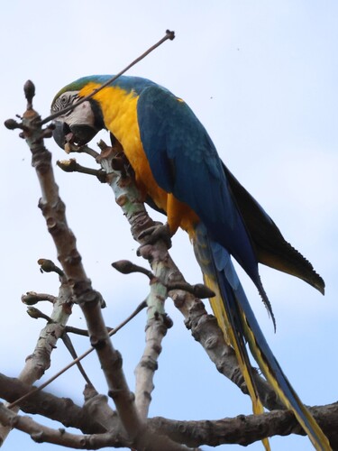 Blue-and-yellow Macaw