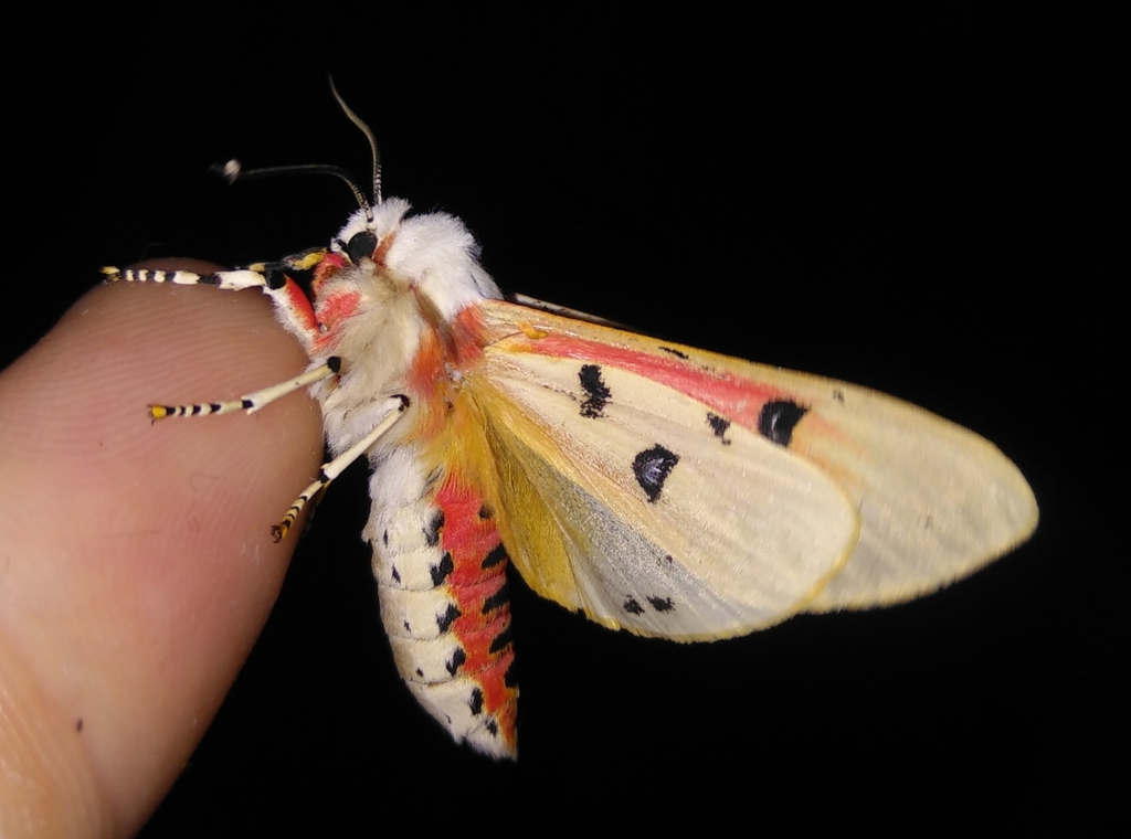 Brown Tricolour Tiger Moth