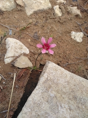 Tritonia squalida