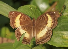 Junonia elgiva