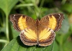 Junonia terea