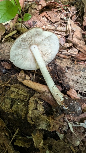 Pluteus cervinus