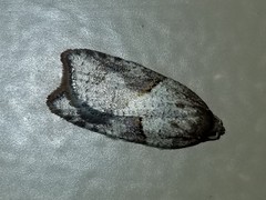 Acleris maccana