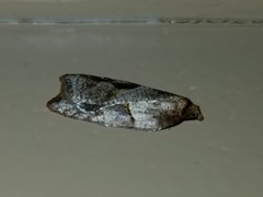 Acleris maccana