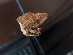 Telamonanthe pulchella