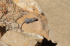 Sceloporus graciosus graciosus