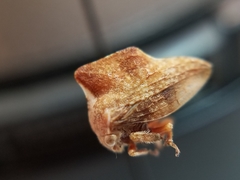 Telamonanthe pulchella