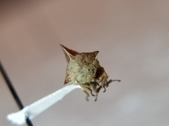 Telamonanthe pulchella