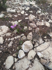 Moraea tripetala tripetala