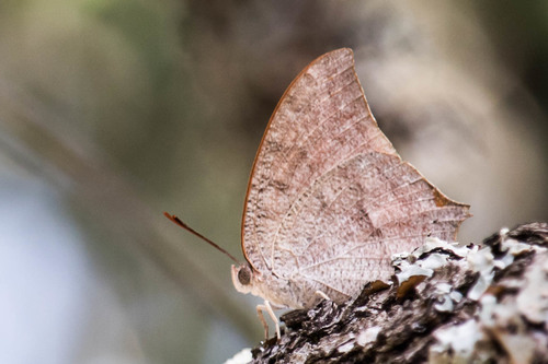Goatweed Leafwing