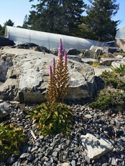 Astilbe japonica