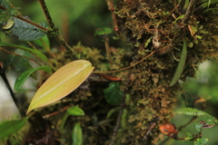 Pleurothallis octavioi