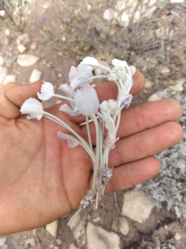 Image of Limestone Capepurse (Centella calcaria) by (c) Brian du Preez, some rights reserved (CC BY-SA)