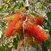 Combretum farinosum - Photo (c) Francisco Farriols Sarabia, some rights reserved (CC BY), uploaded by Francisco Farriols Sarabia