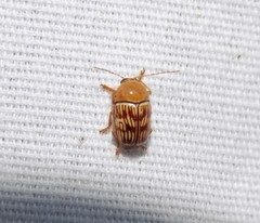 Cryptocephalus fulguratus