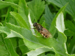 Stratiomys singularior