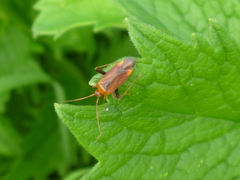 Adelphocoris ticinensis