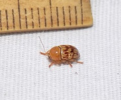 Cryptocephalus fulguratus