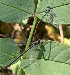 Lestes congener