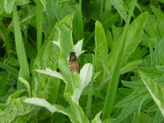 Stratiomys singularior