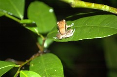 Eleutherodactylus abbotti