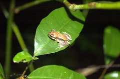 Eleutherodactylus abbotti