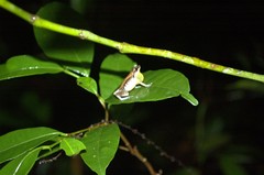 Eleutherodactylus abbotti