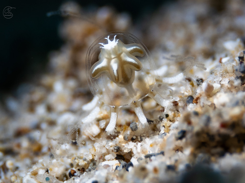 Cladonema radiatum observed 2025-06-11
