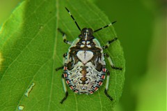 Apateticus lineolatus