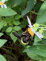 Bombus pensylvanicus image
