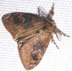 Orgyia postica