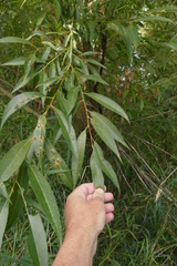 Salix lasiandra caudata