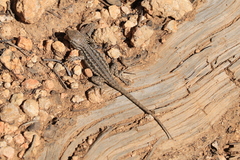 Sceloporus graciosus graciosus