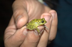 Eleutherodactylus flavescens