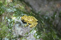 Eleutherodactylus flavescens