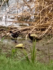 Gallinula galeata cachinnans