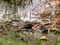 Gallinula galeata cachinnans