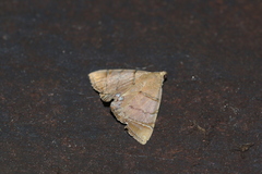 Eulepidotis junetta