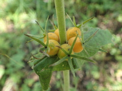 Triosteum