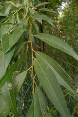 Salix lasiandra caudata