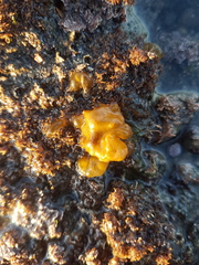 Colpomenia claytoniae