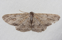 Stenoporpia pulmonaria