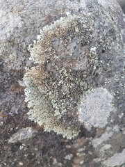 Pertusaria graphica
