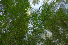 Salix lasiandra caudata