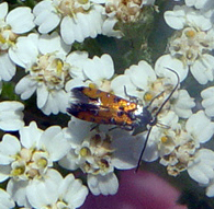 Neoheliodines nyctaginella