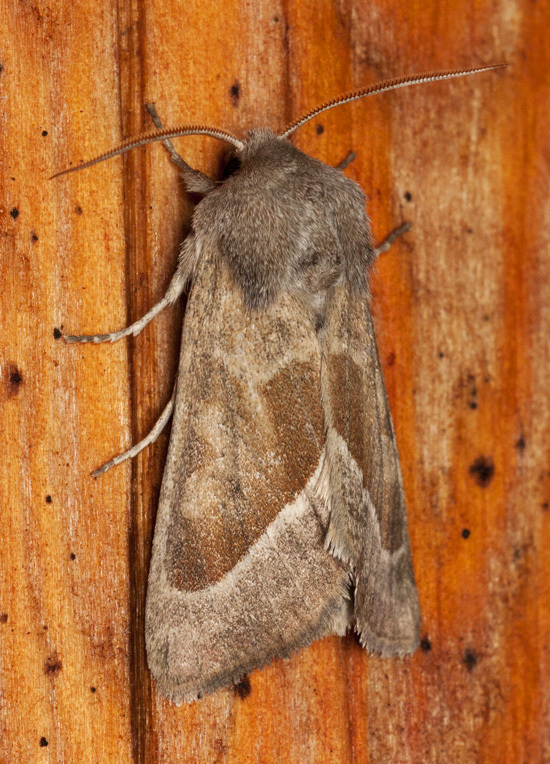 Hydraecia medialis