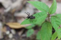 Wagneriana
