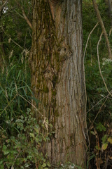 Salix lasiandra caudata